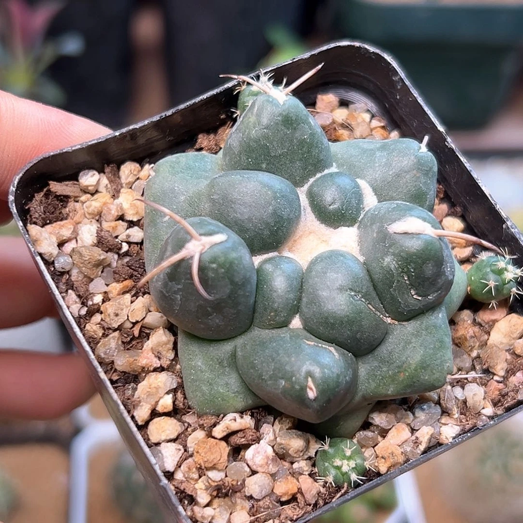 蜘蛛之眼5CM自根一颗