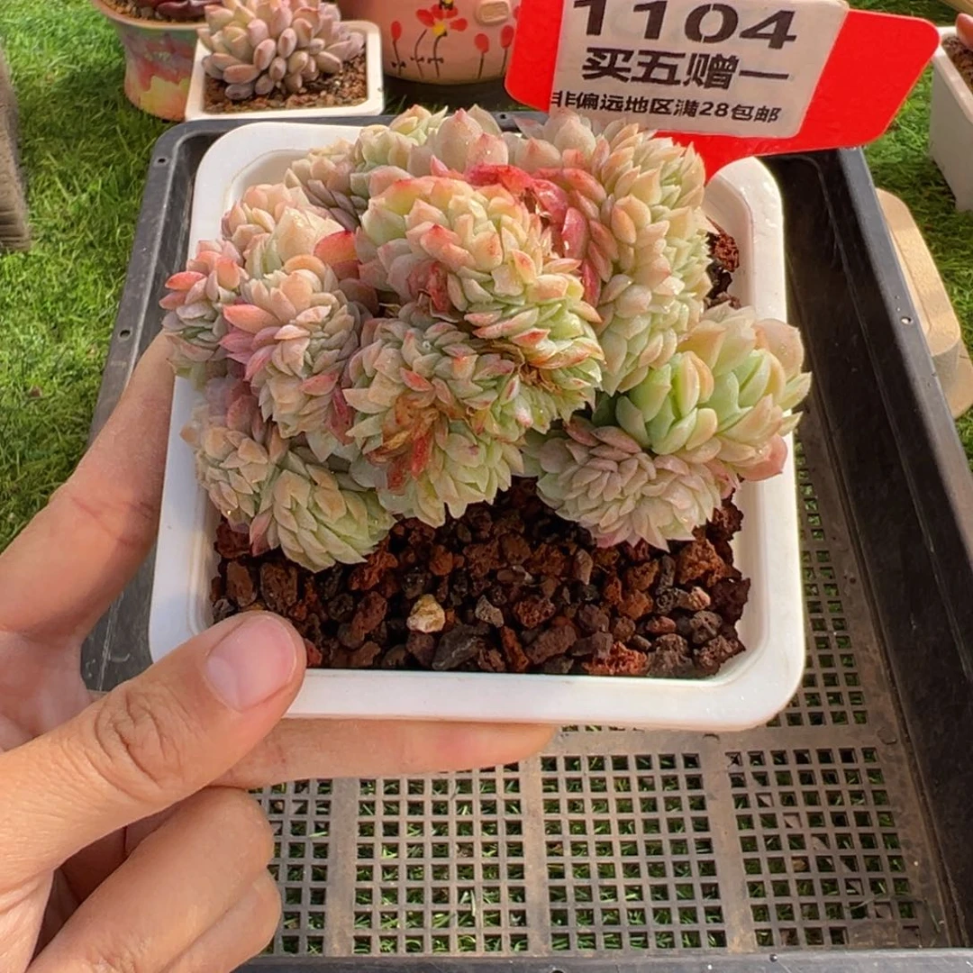 表妹精品多肉1104.