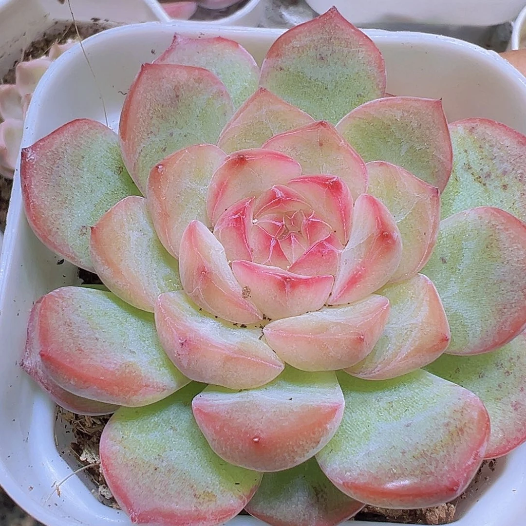 玉笛19包邮也哦肉植物