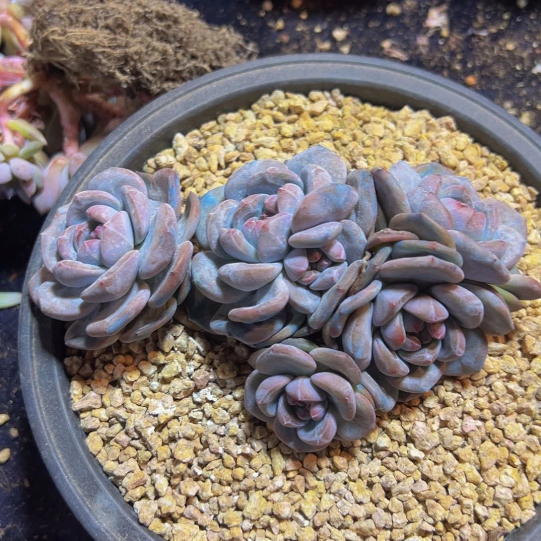 新年快乐 新年快乐 新年快乐