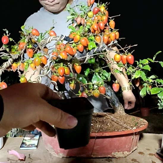 无花朵扦插苗老鸦919