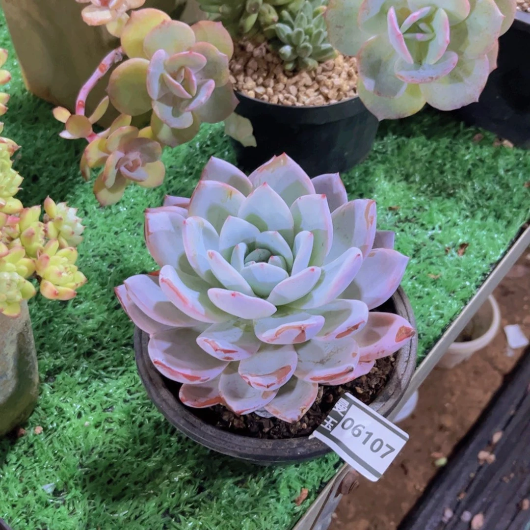 嫦娥多肉植物06107