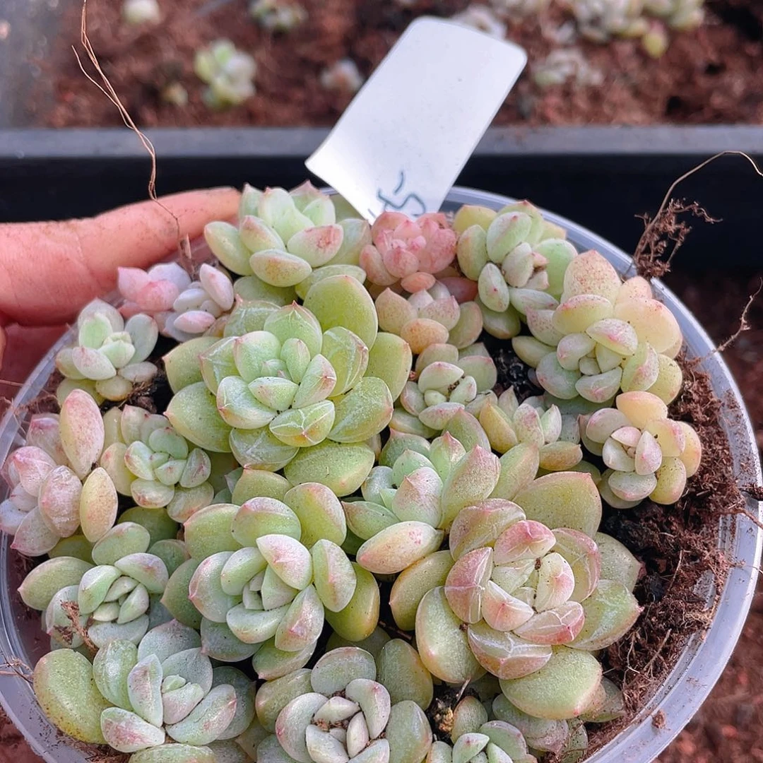 多肉植物多肉植物55