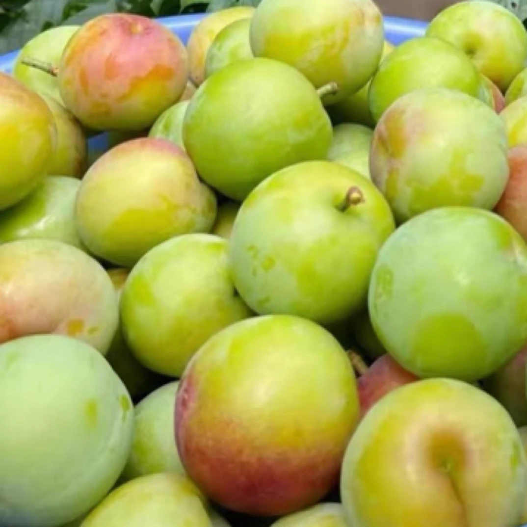 【早茬三月李小小果子】纯酸带点苦涩 新鲜采摘孕妇水果坏果包赔