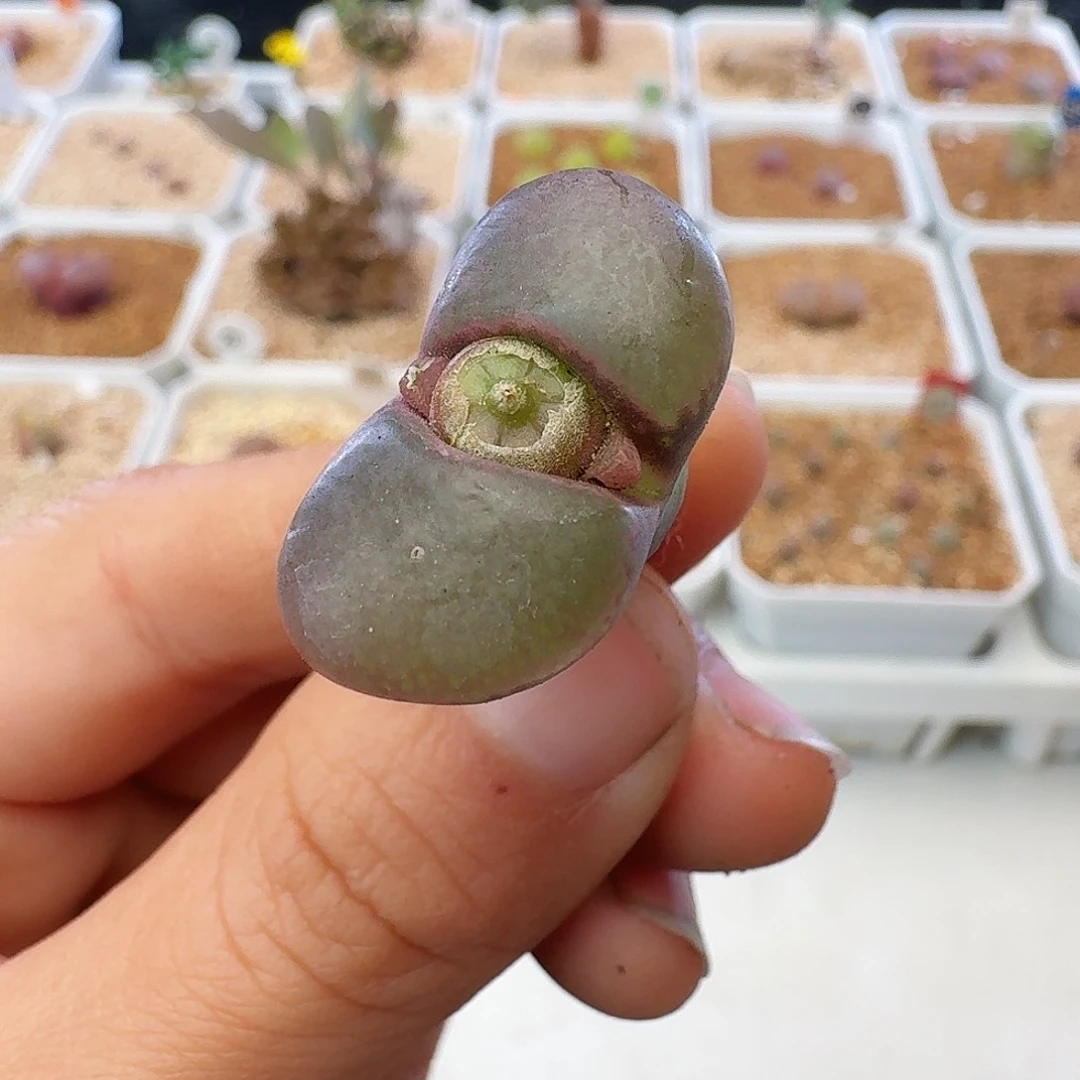 多肉植物福利风铃紫黑厚窗884