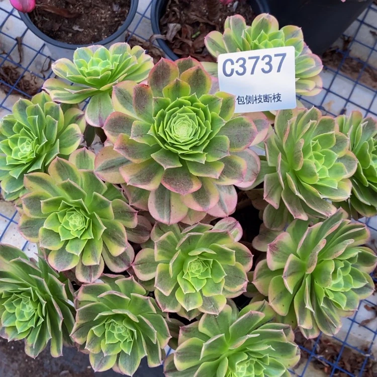 【闪购商品】3737多肉