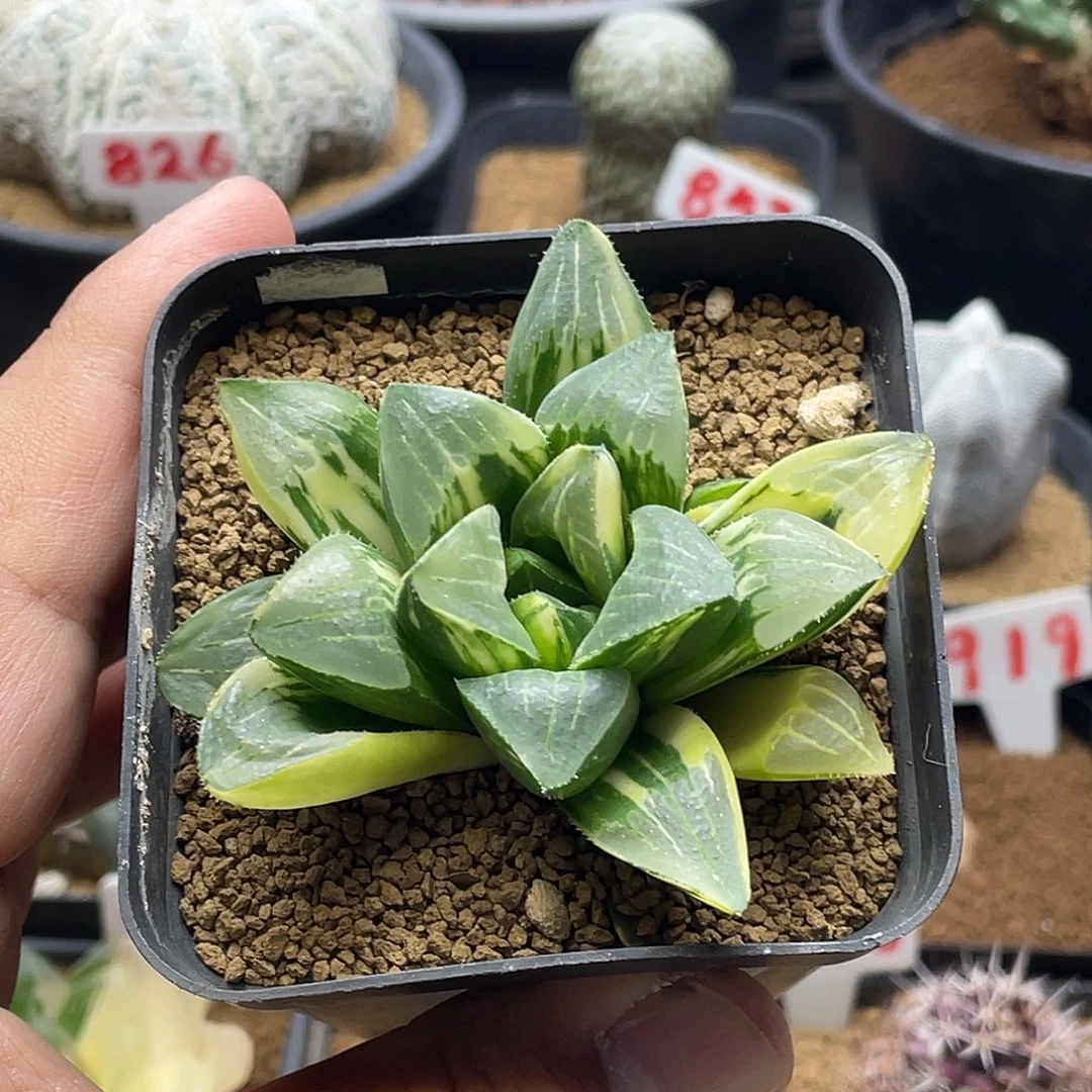 实生姬寿锦 包邮非偏远