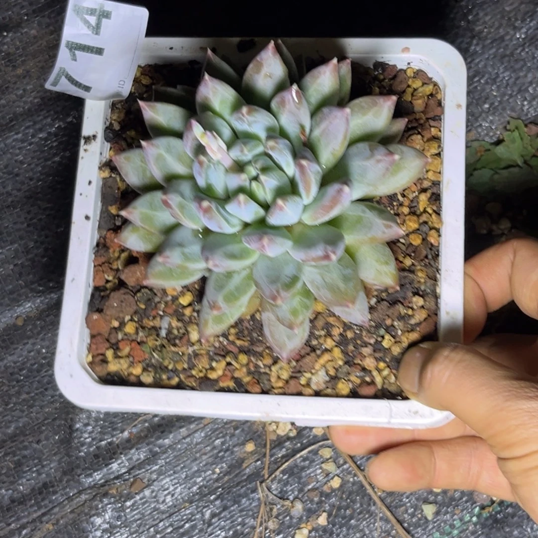 海*源多肉植物波光714