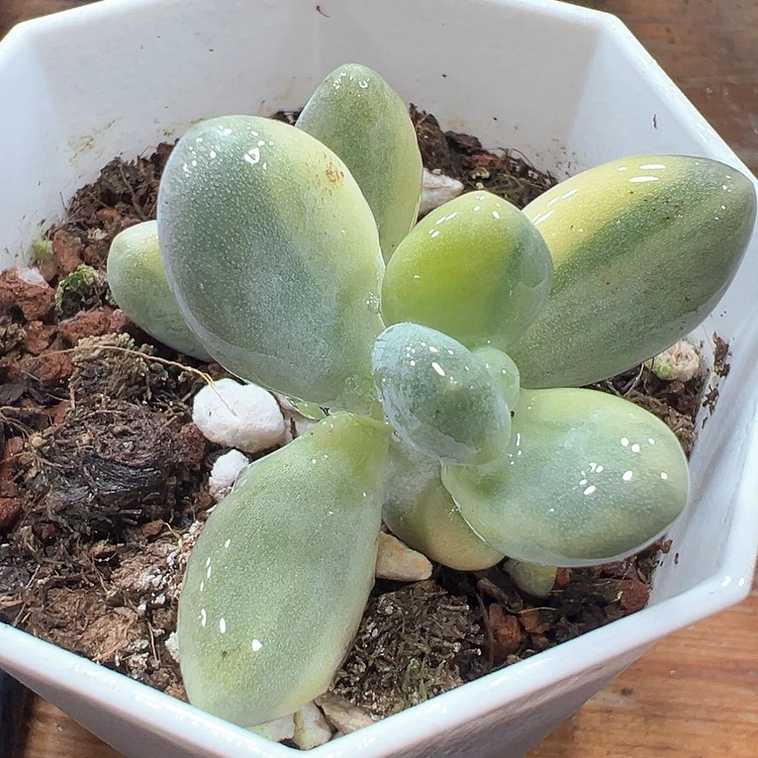 蛋黄奶锦 小方花圃一单包邮非偏远