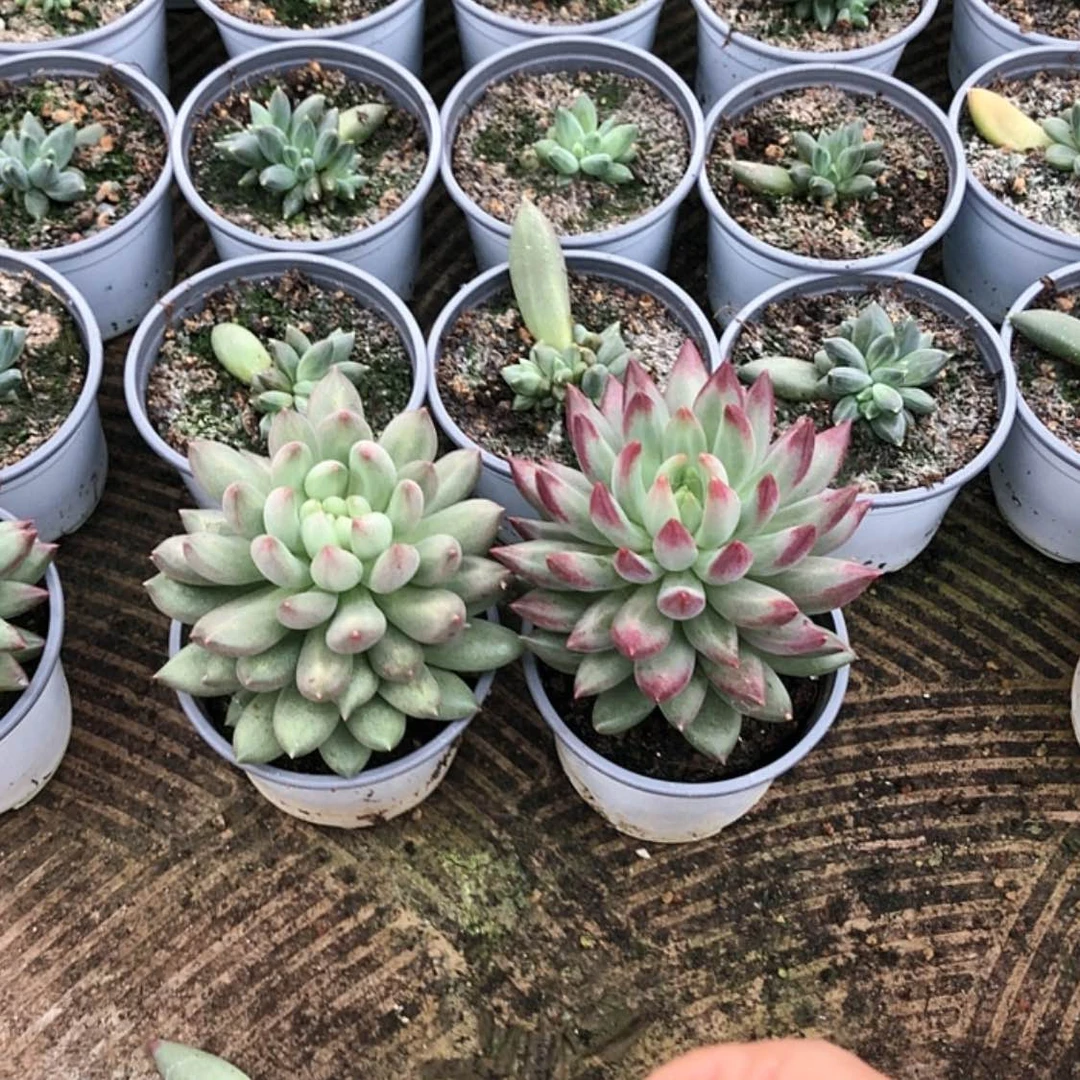 【闪购商品】岩字1棵+二代虞美人1棵