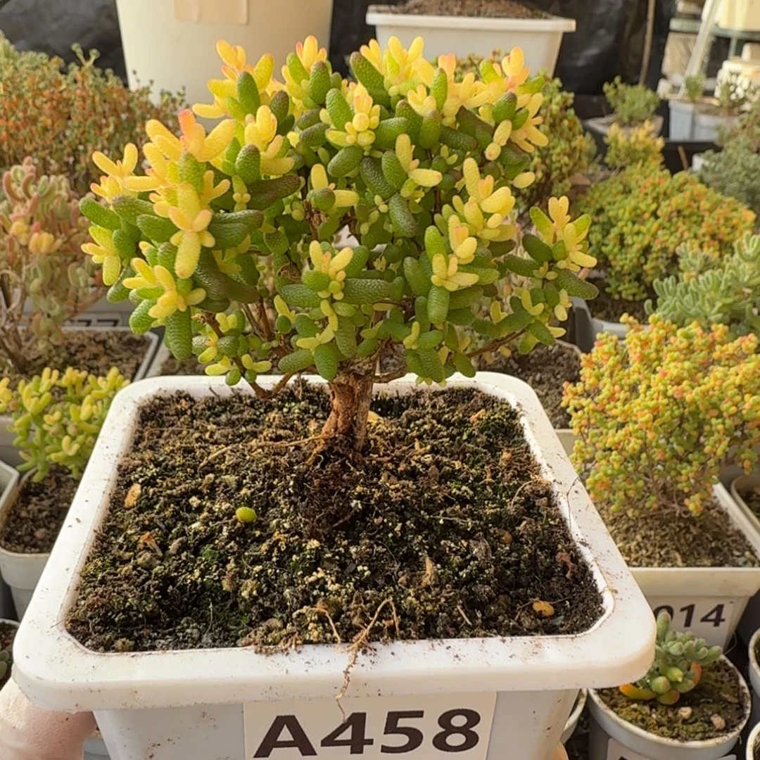 A458糖球3号锦一物一拍