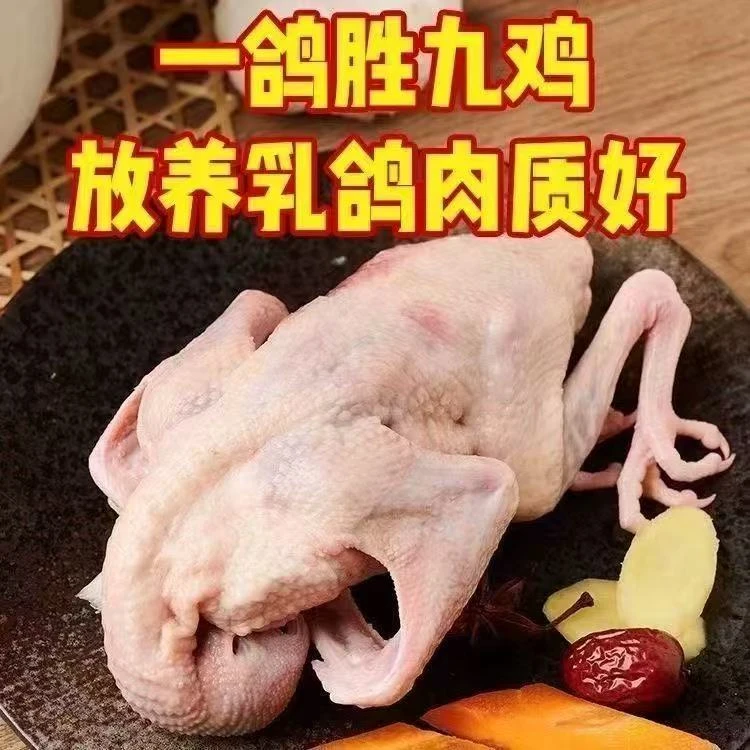 三只装鸽子肉新鲜现杀农家散养乳鸽煲汤乳鸽老鸽子鸽子现杀新鲜