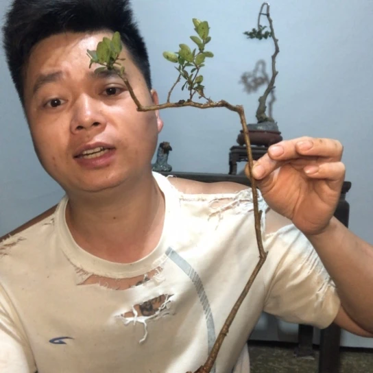 无花朵盆景素材（生桩不包成活率）