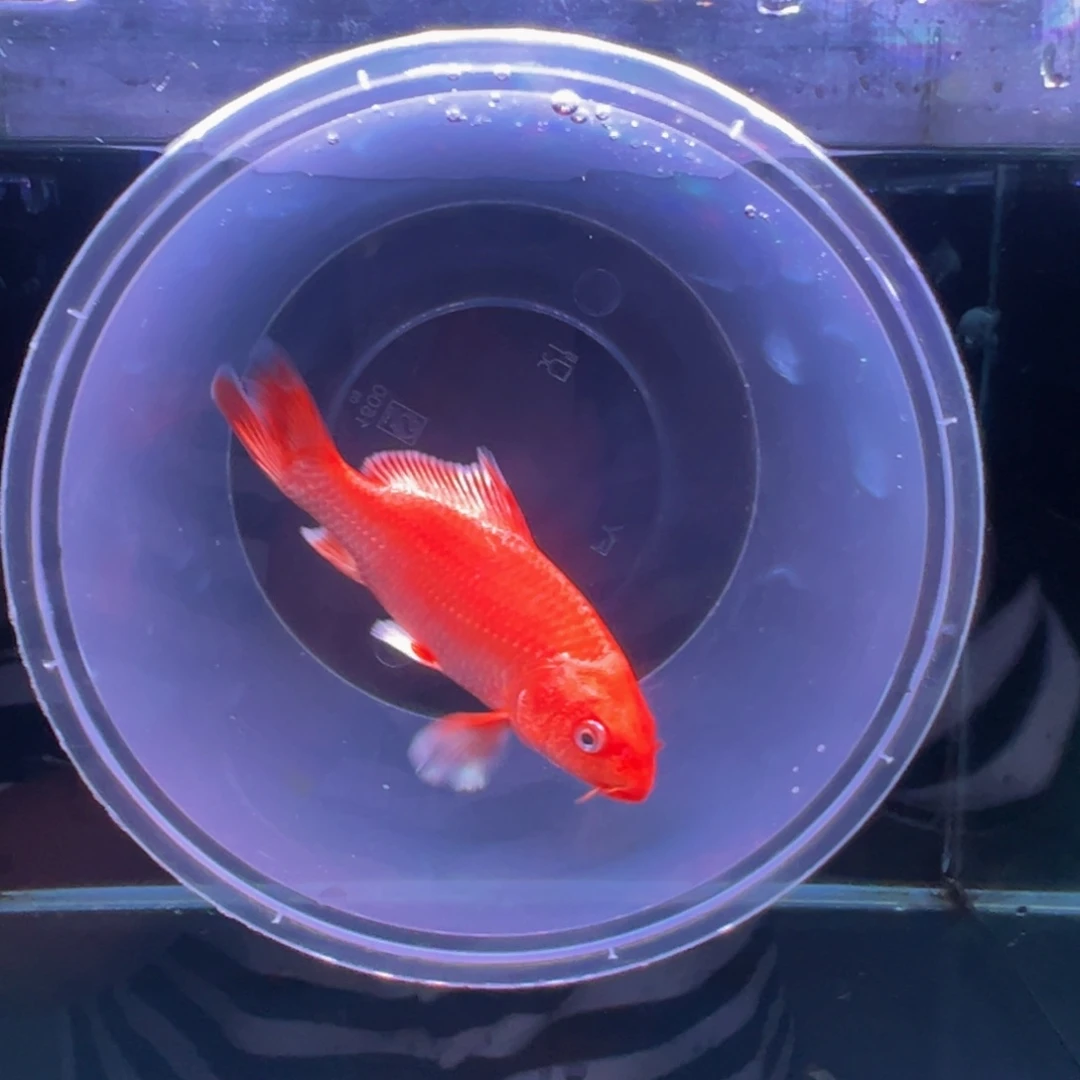 海水鱼本*蝴蝶鲤11