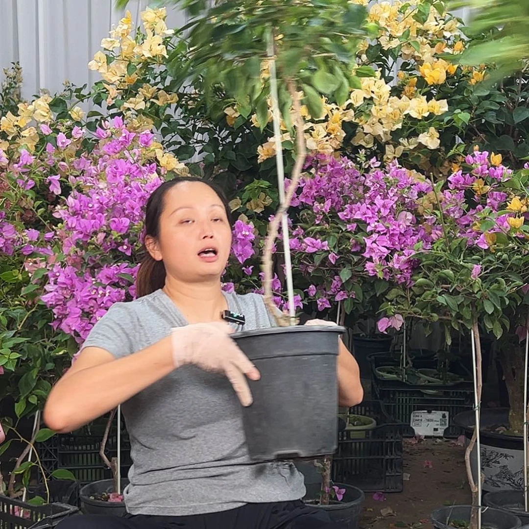 三***梦大部分花苞少量开放K17佩德罗