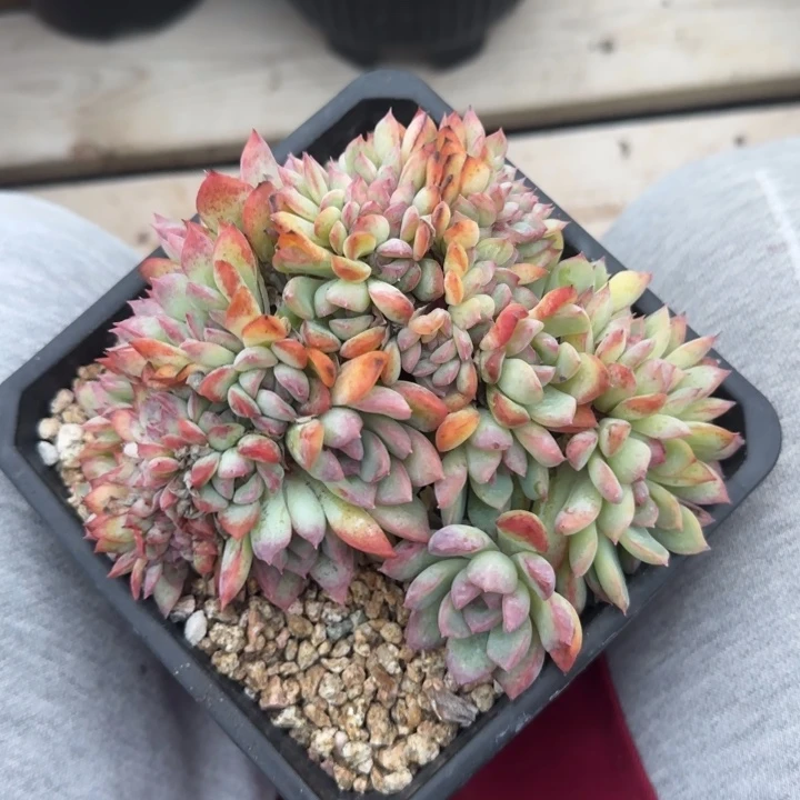 荷花朵朵缀化五十包邮老桩