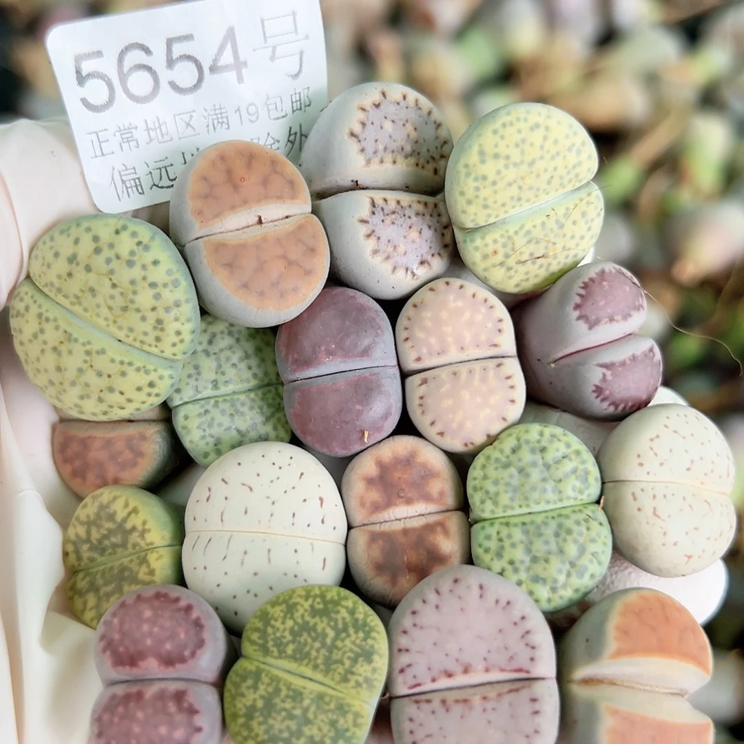 5654 好养易活生石花大母本18个