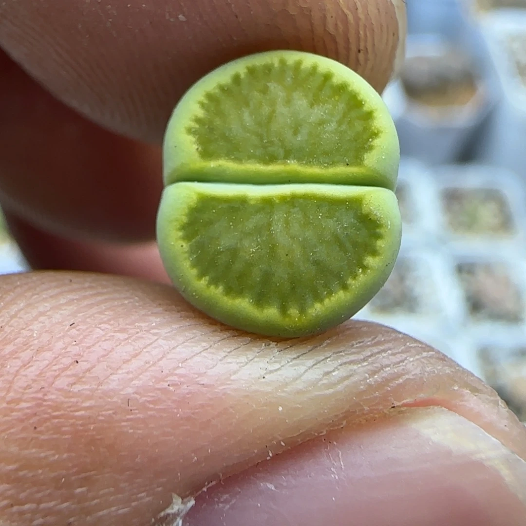 785 生石花大棚直播