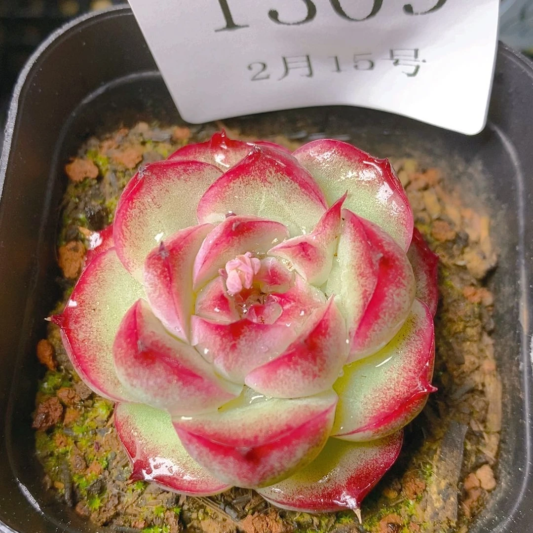 【闪购商品】云1309