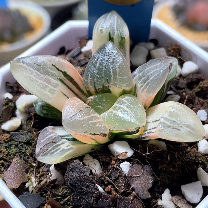 636完美萬華鏡錦特選