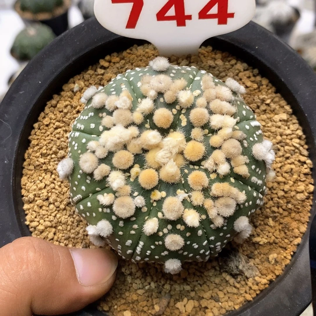 744福利特价来了特价咯