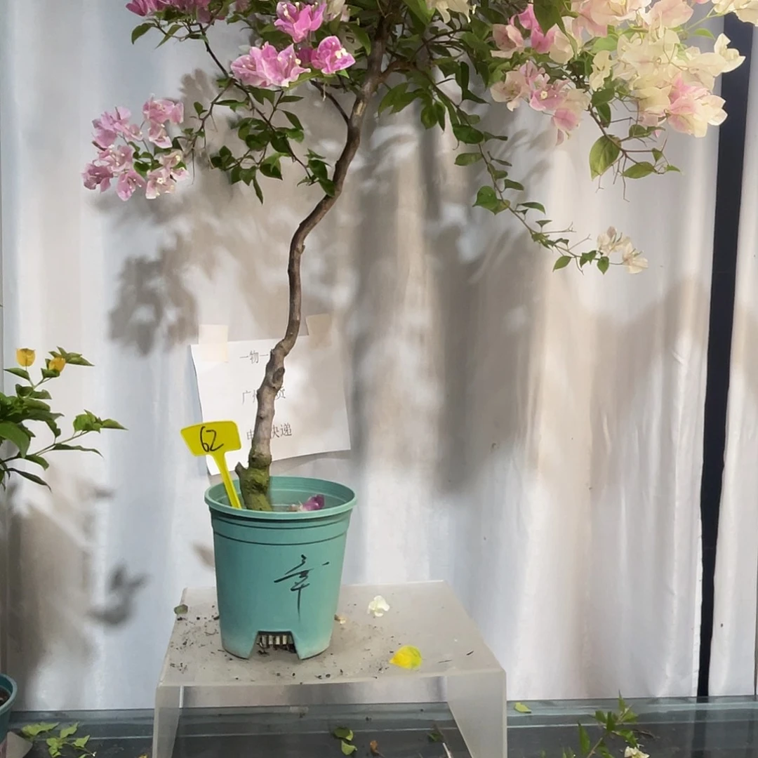 好***佳当前无花栽培后可以开花62章红樱