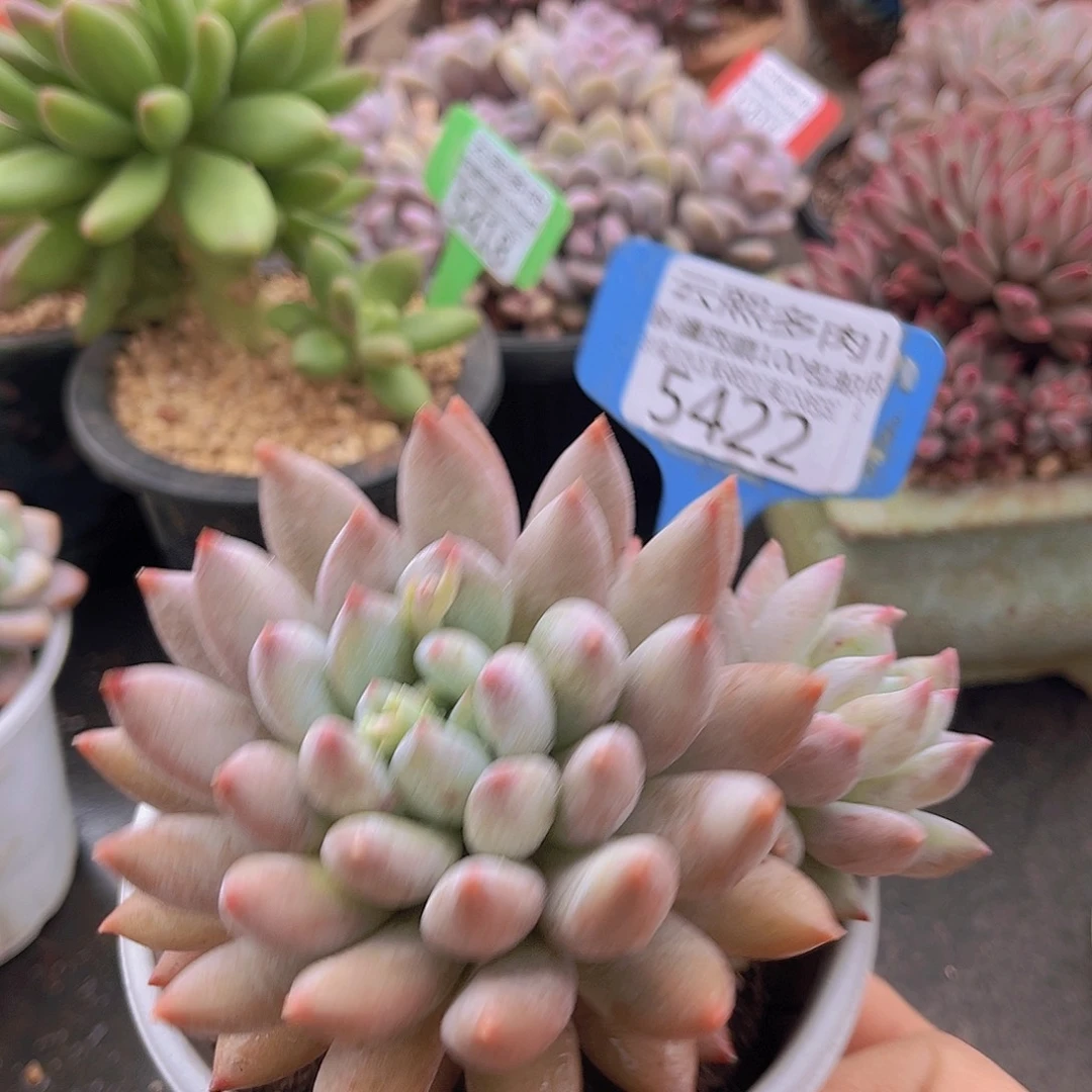 5422所罗门多肉植物