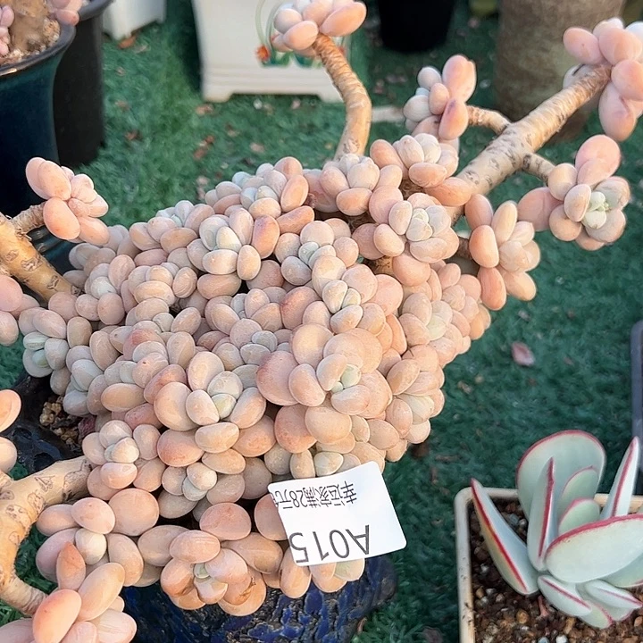 幸运的是我的朋友是