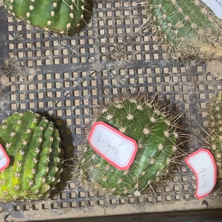 ?***?一盆瑕疵毛花仙人球