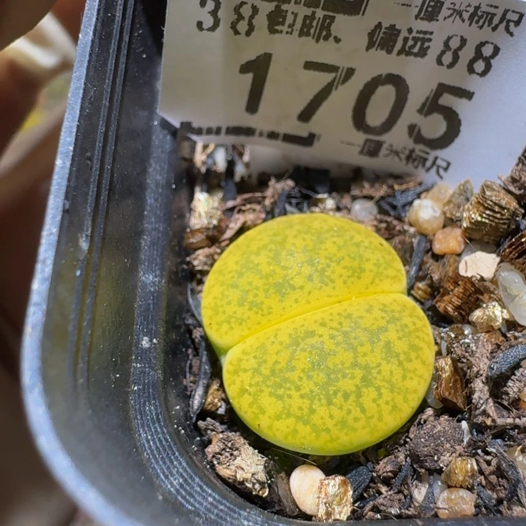 Ssss精品生石花1705