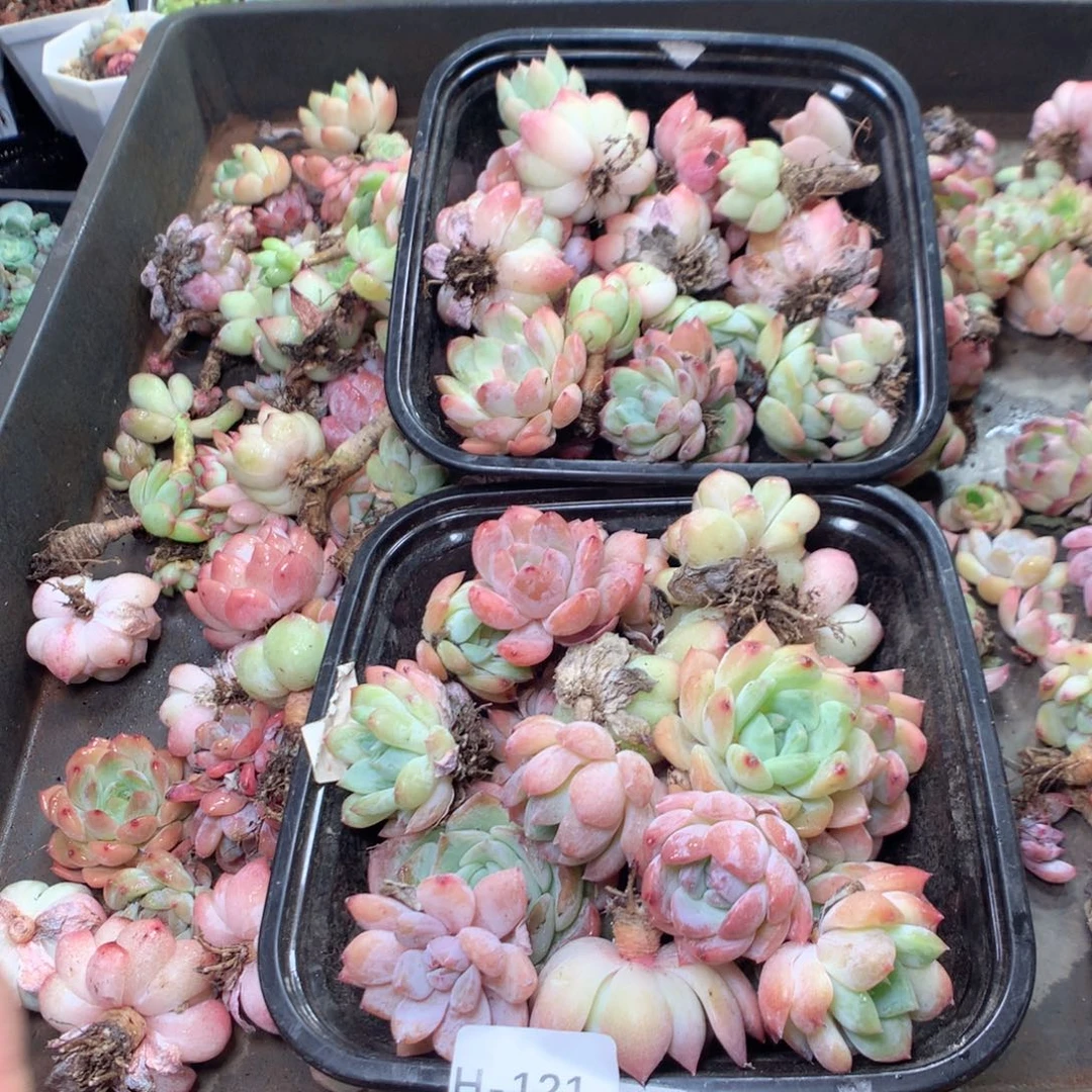 无花朵H212英语英语