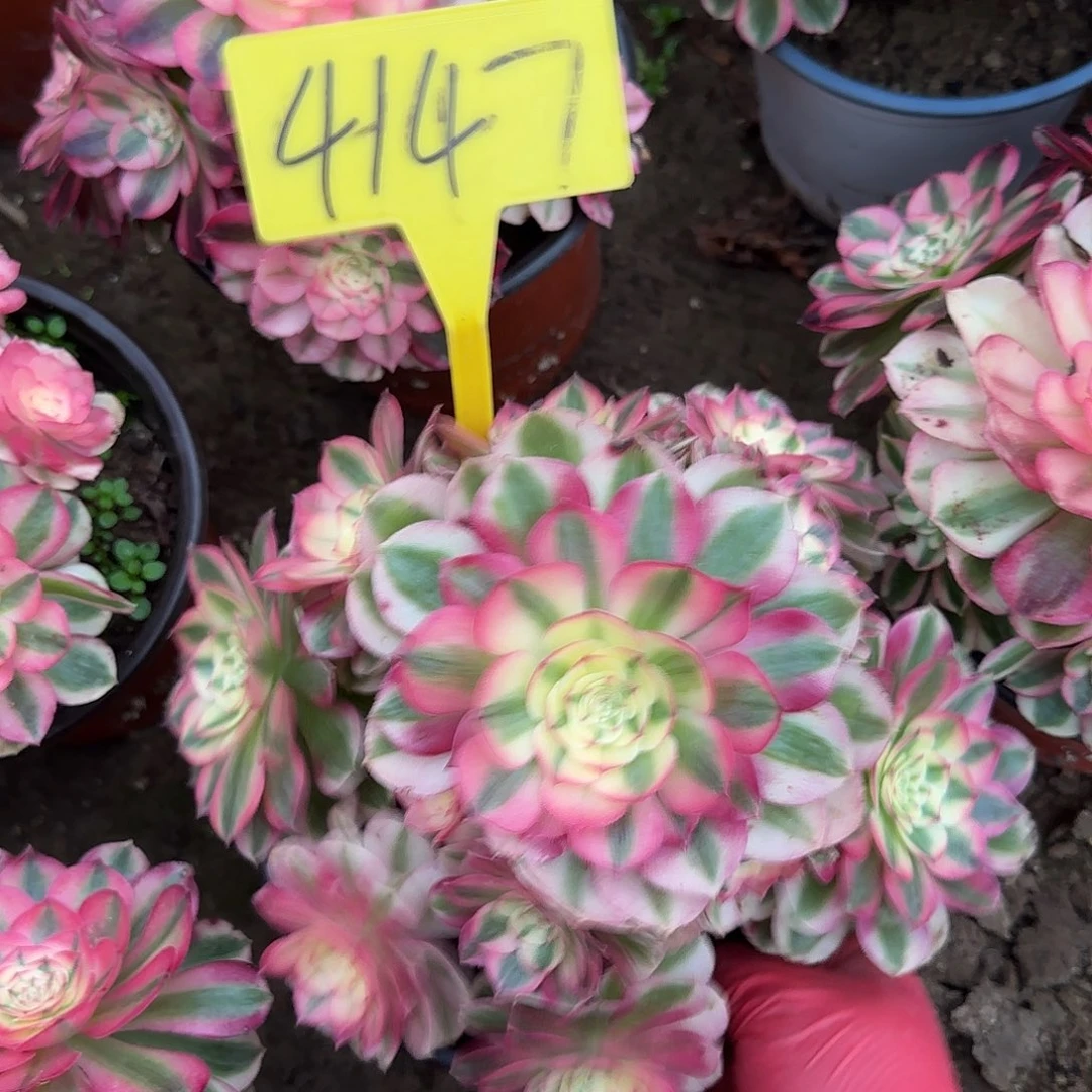 4147---倾城多头多肉植物