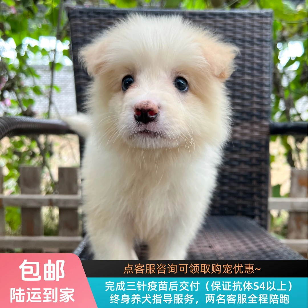 【纯血级】黄桃-黄白色边牧妹妹边境牧羊犬幼犬