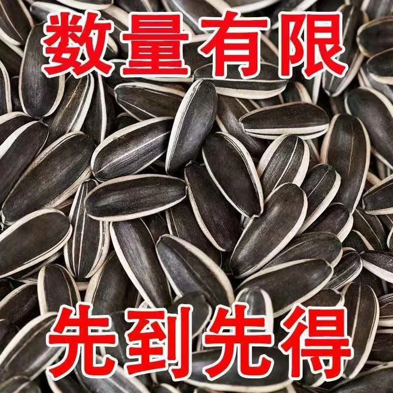 内蒙古新货大颗粒原味薄皮葵花籽瓜子孕妇零食