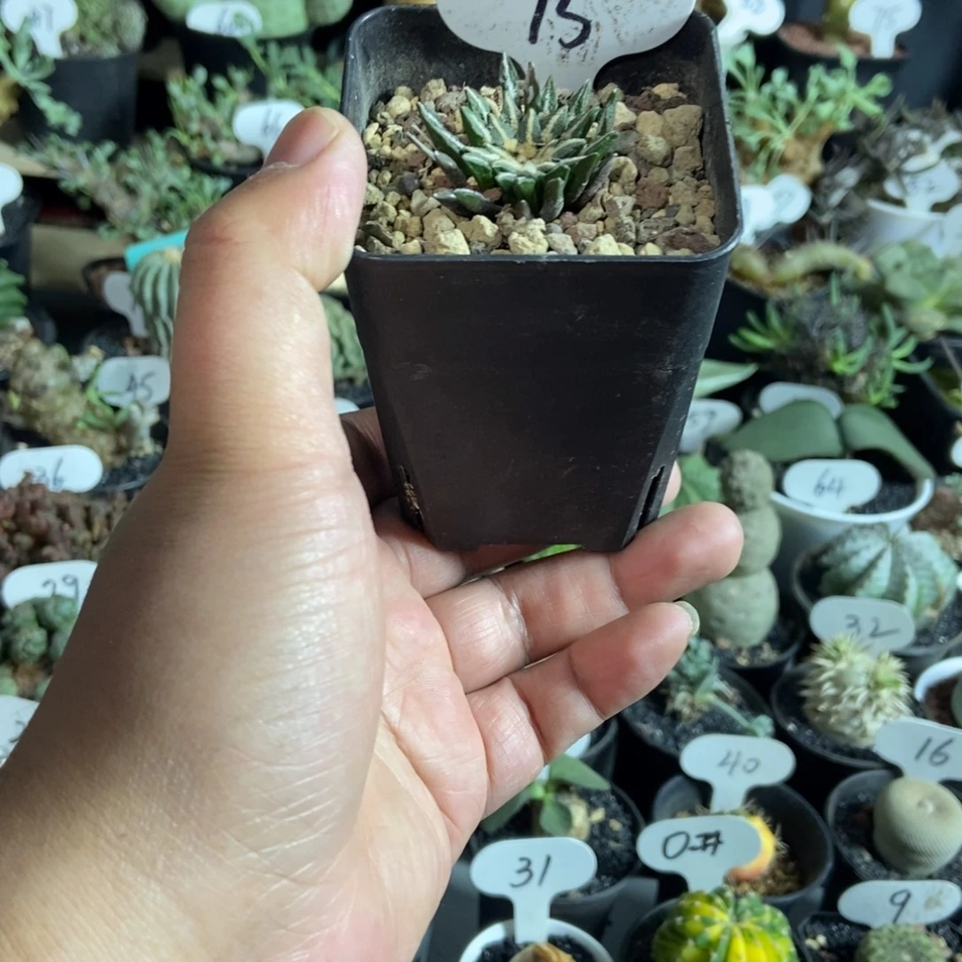 实生黑牡丹一物一拍