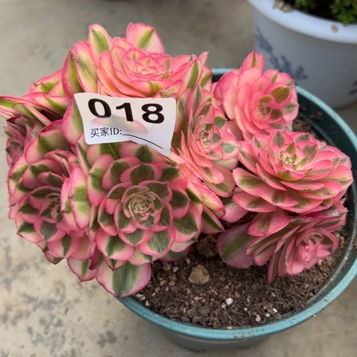 018倾城朵朵15厘米左右