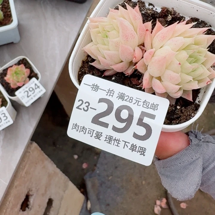 麦秆无盆土发货无盆土发货