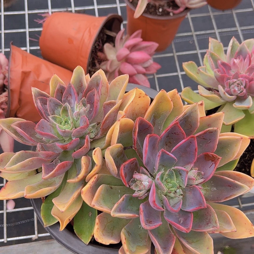 紫气东来 双头起发