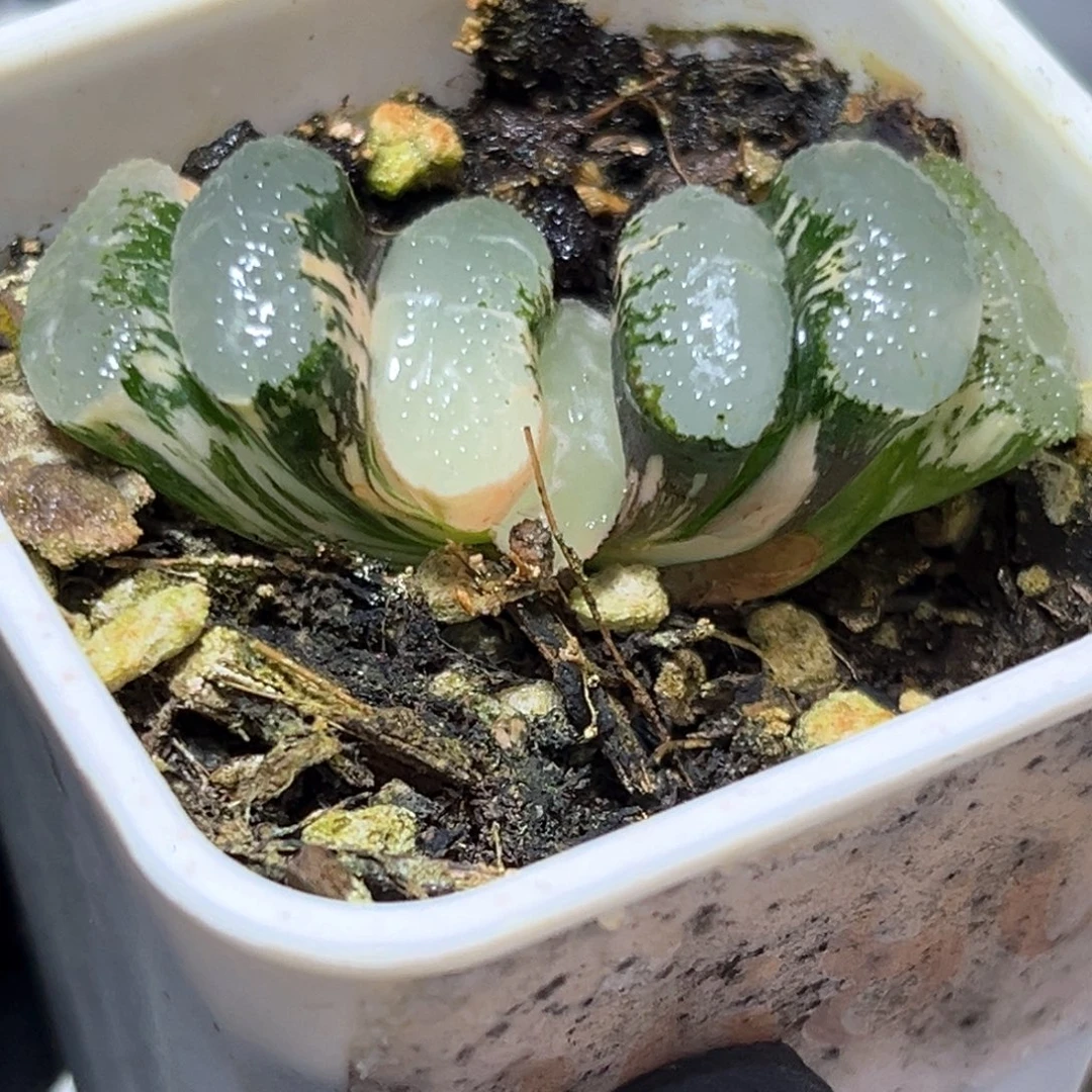 恭喜发财大吉大利3857