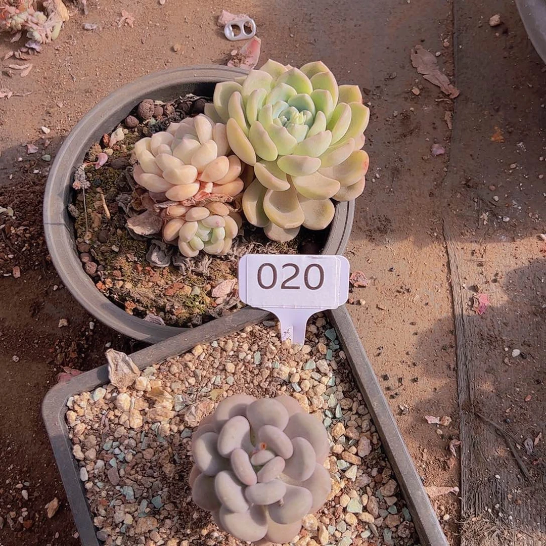 r***i020两个一组10不售后