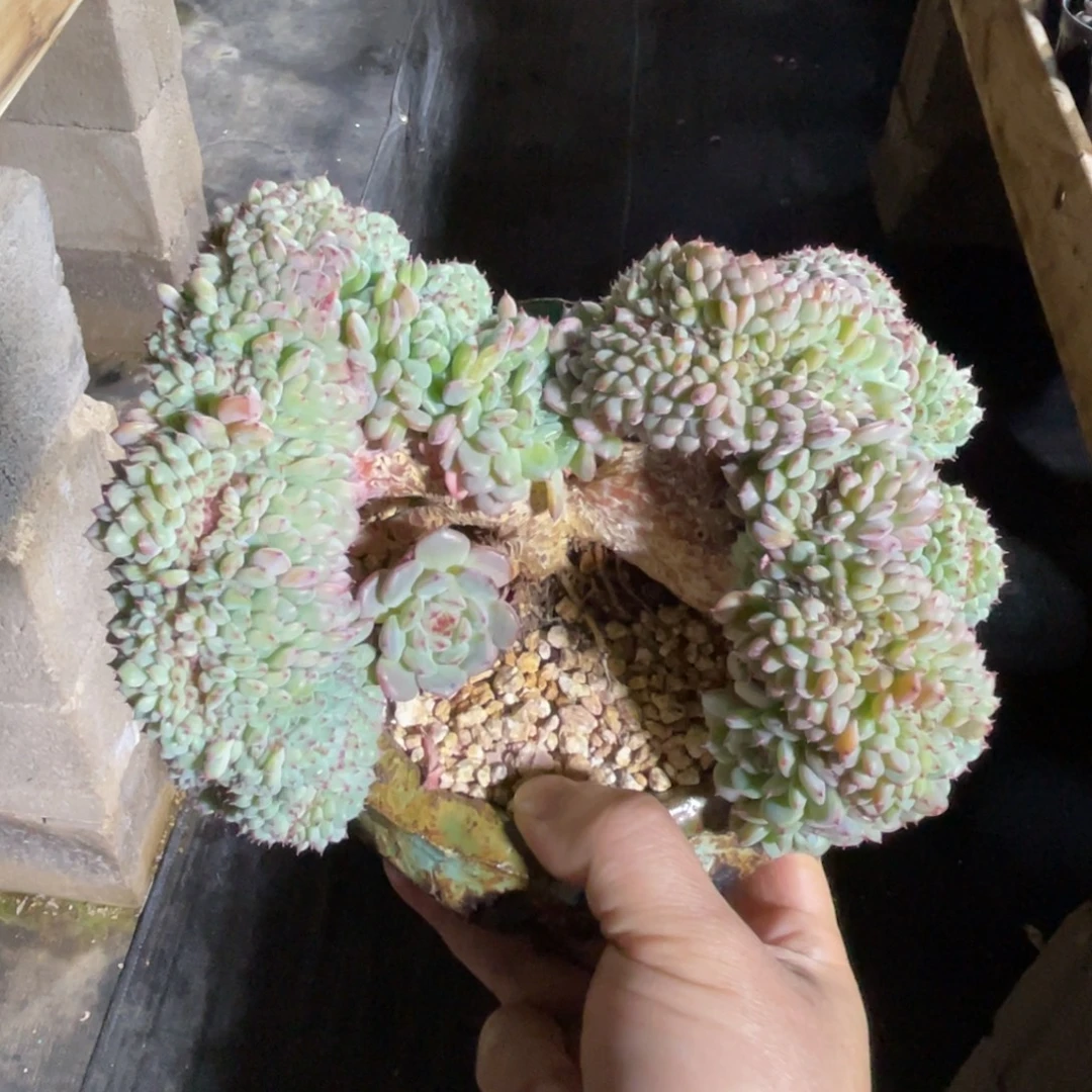白胖子缀 一物一拍不支持退换