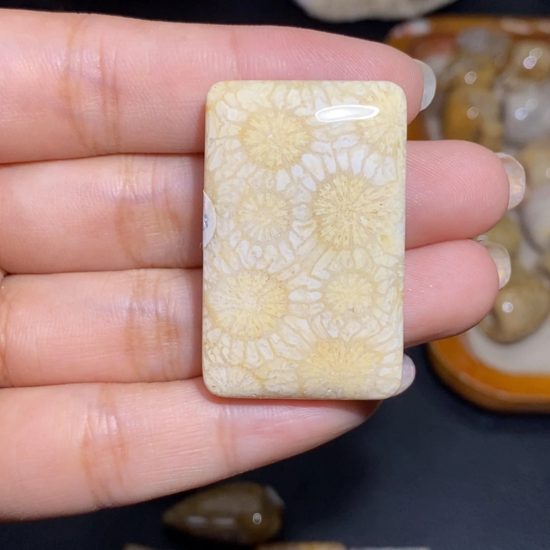 【闪购商品】硅化玉珊瑚玉未镶嵌