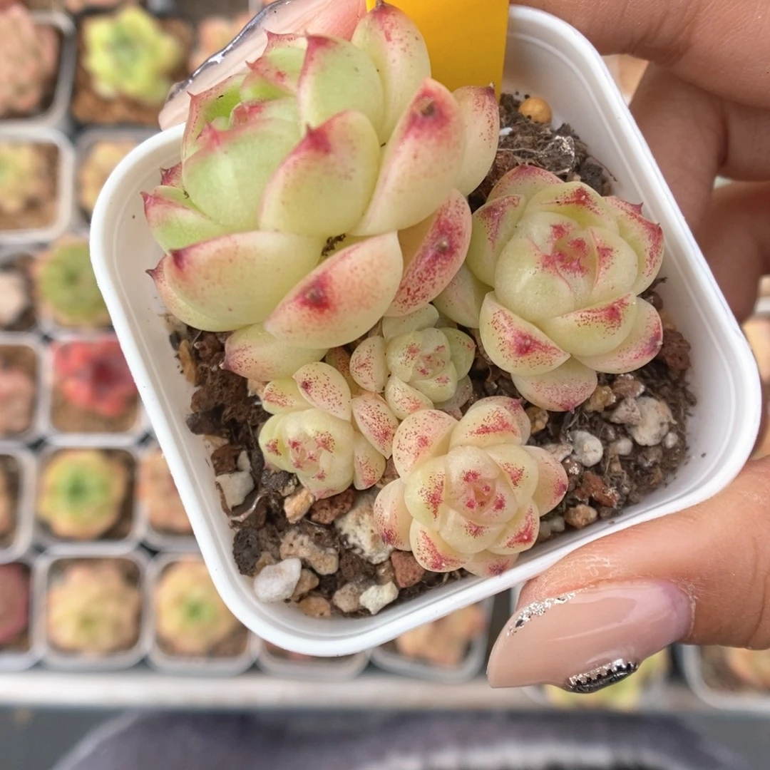 k***n菠萝蜜麦秆群生777号