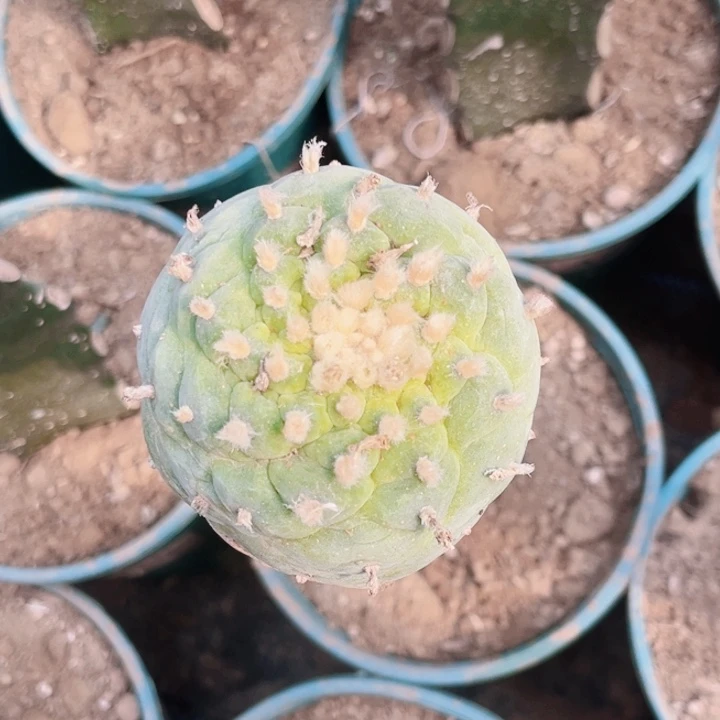 彳**虽草球福利仙人球开花