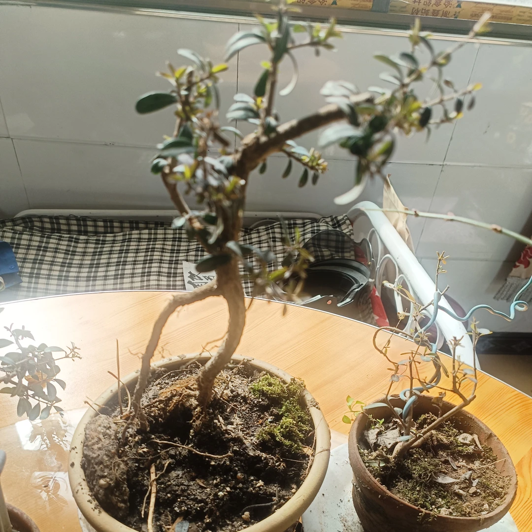 山采小叶米冬绿植老桩四季常青不落叶茶台客厅嘉品室内