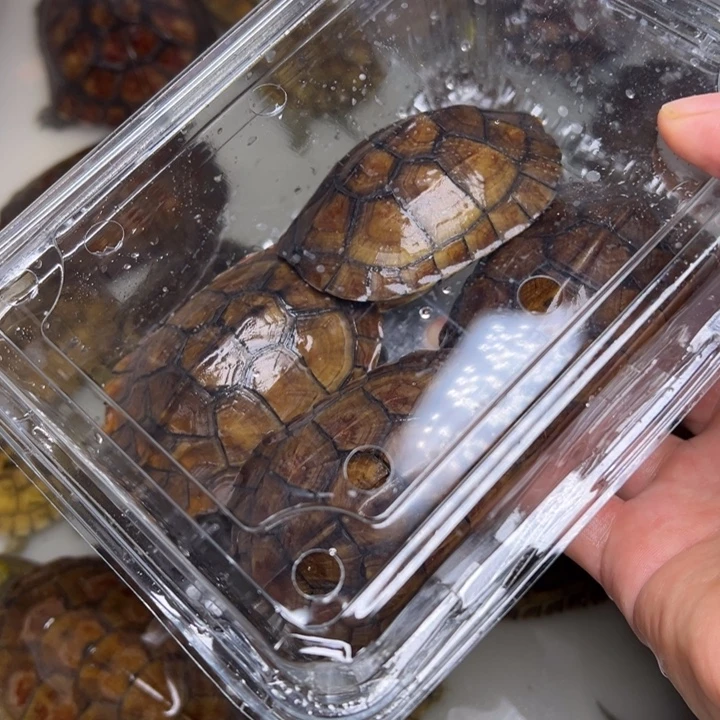 热***商母绿毛龟小青龟龟