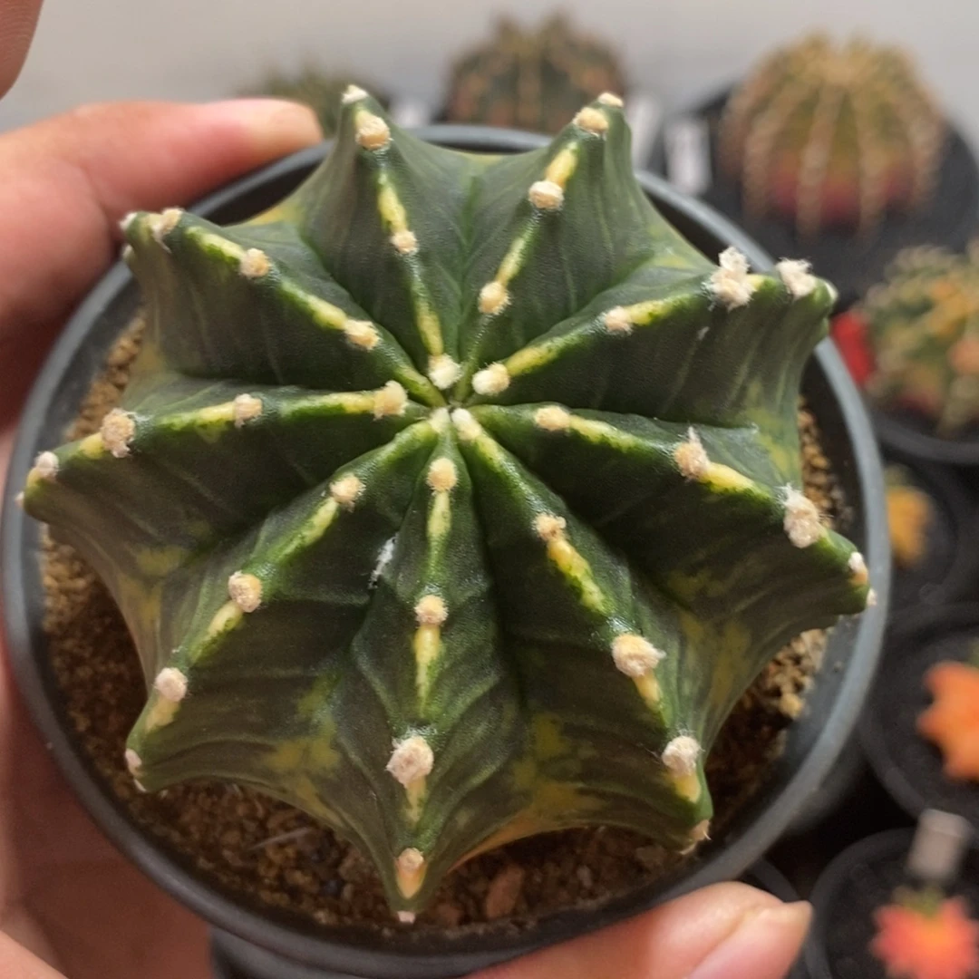 无刺泰系全品米哈—带盆土发货24