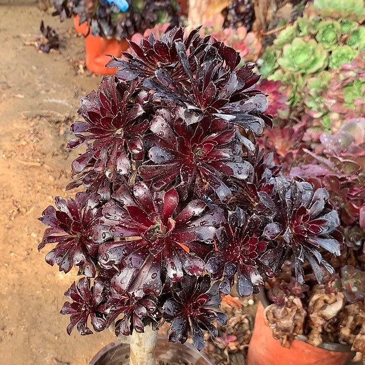 多肉植物墨法师27