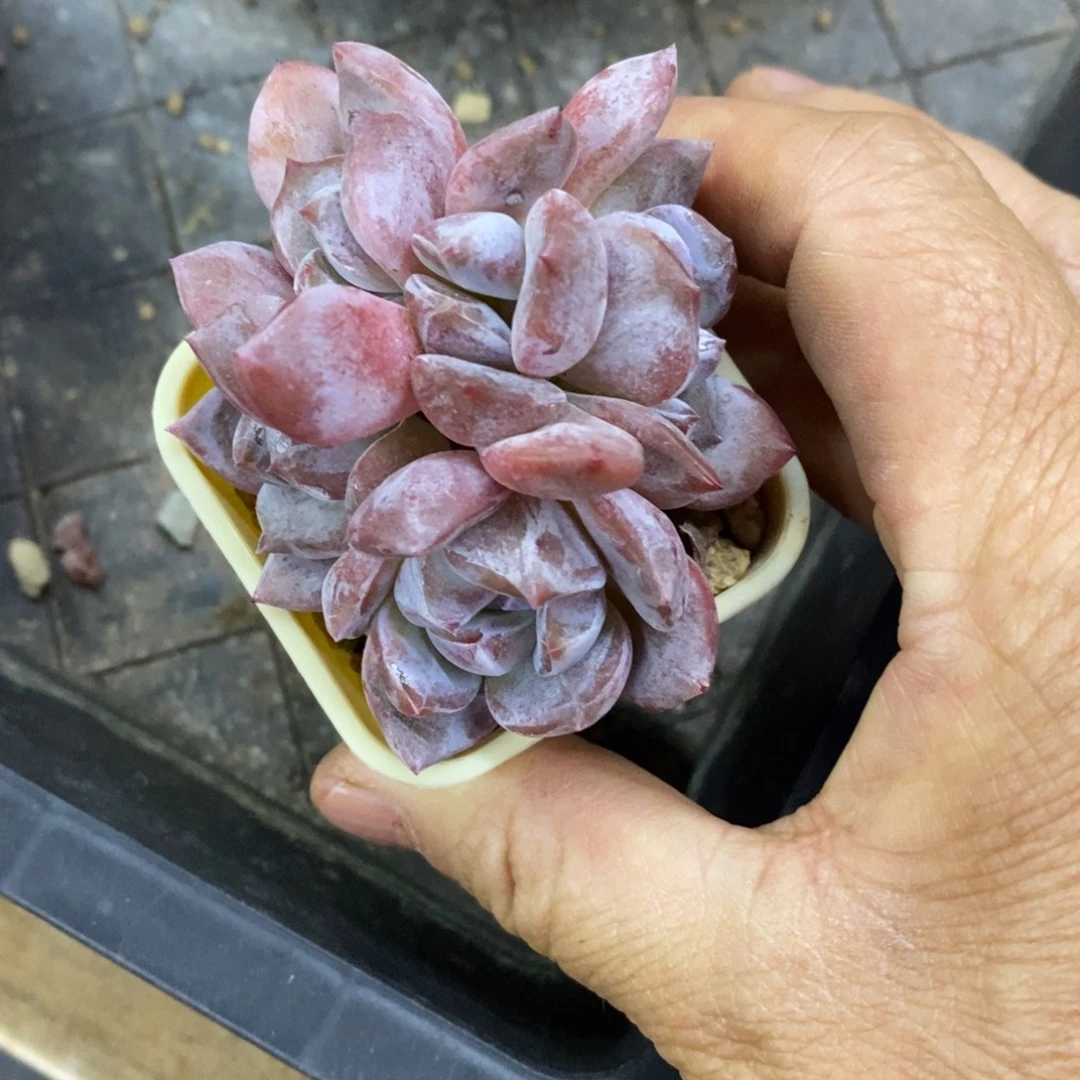 精品多肉一物拍不包整290