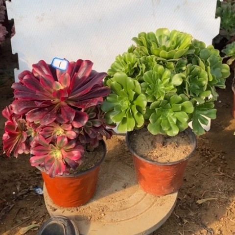 两颗法师一物一拍